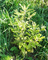 Lemonwood - tarata